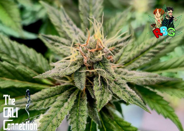 RDWC LA Punch 1st photo grow. Week 12 - Week 12 
Flower week 6
Flower day 7