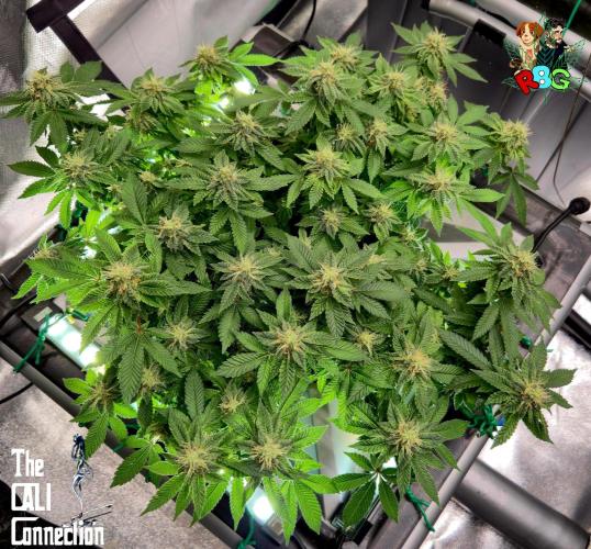 RDWC GRAPE OG 1st photo grow. Week 12 - Week 12 
Flower week 6
Flower day 6