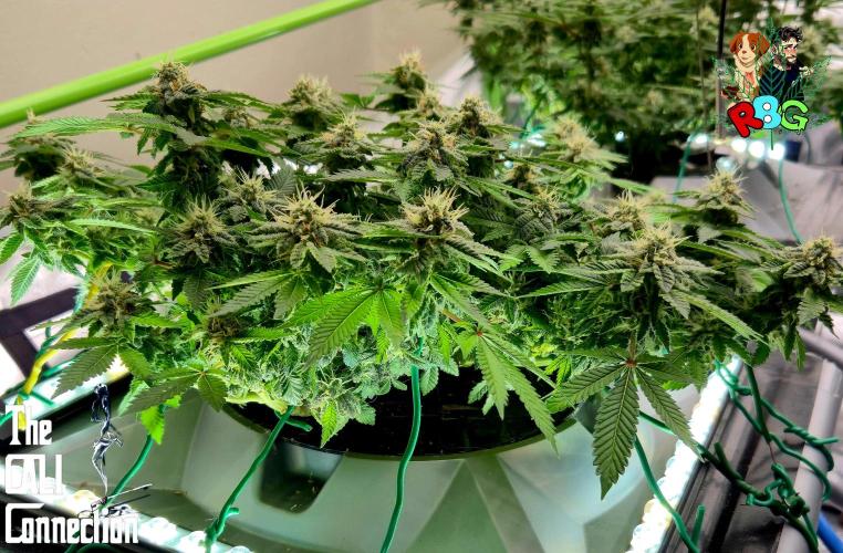 RDWC GRAPE OG 1st photo grow. Week 12 - Week 12 
Flower week 6
Flower day 6