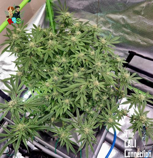 RDWC Cherry Bellini 1st photo grow. Week 12 - Week 12 
Flower week 6
Flower day 6