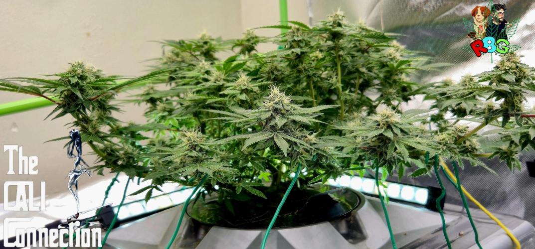 RDWC Cherry Bellini 1st photo grow. Week 12 - Week 12 
Flower week 6
Flower day 6