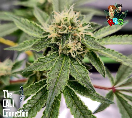 RDWC Cherry Bellini 1st photo grow. Week 12 - Week 12 
Flower week 6
Flower day 6