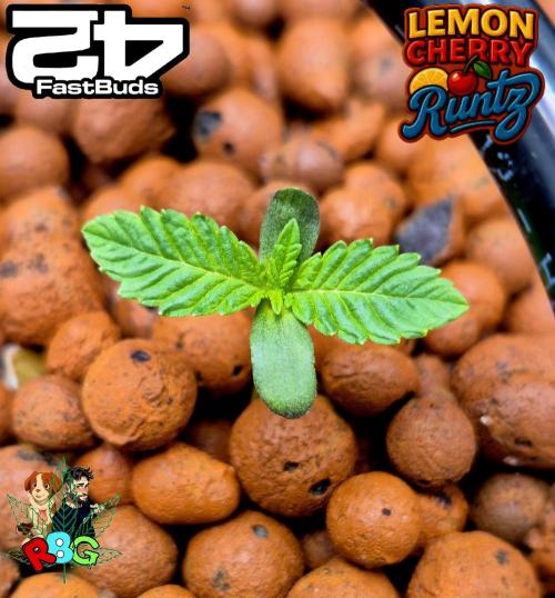 Lemon Cherry Runtz (DWC). Week 1 - Week 1 
Veg-day 5