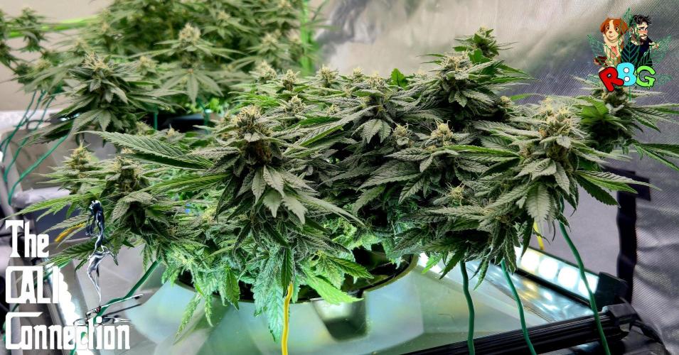 RDWC LA Punch 1st photo grow. Week 12 - Week 12 
Flower week 6
Flower day 7