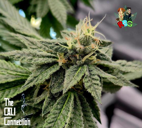 RDWC LA Punch 1st photo grow. Week 12 - Week 12 
Flower week 6
Flower day 7