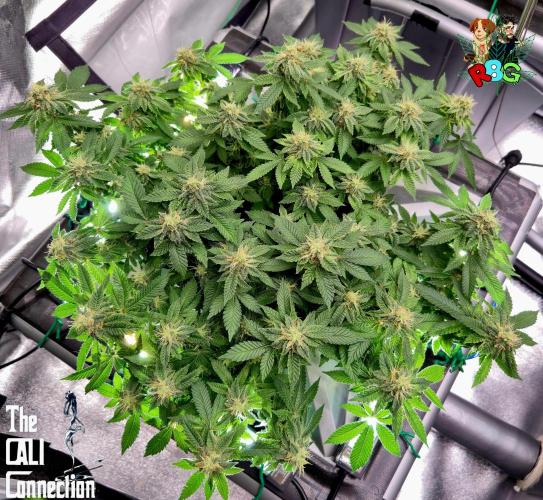 RDWC GRAPE OG 1st photo grow. Week 12 - Week 12 
Flower week 6
Flower day 7