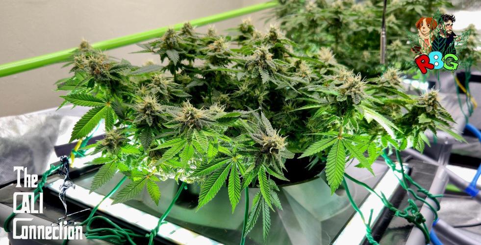 RDWC GRAPE OG 1st photo grow. Week 12 - Week 12 
Flower week 6
Flower day 7