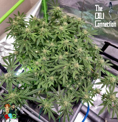 RDWC Cherry Bellini 1st photo grow. Week 12 - Week 12 
Flower week 6
Flower day 7