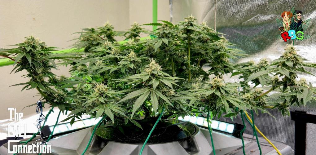 RDWC Cherry Bellini 1st photo grow. Week 12 - Week 12 
Flower week 6
Flower day 7