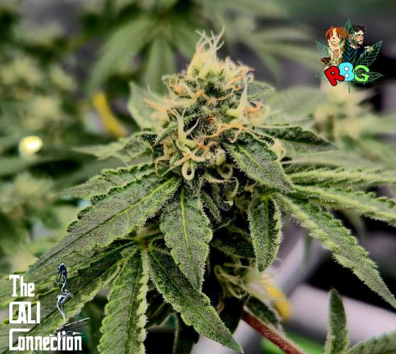 RDWC Cherry Bellini 1st photo grow. Week 12 - Week 12 
Flower week 6
Flower day 7