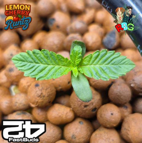 Lemon Cherry Runtz (DWC). Week 1 - Week 1 
Veg-day 6