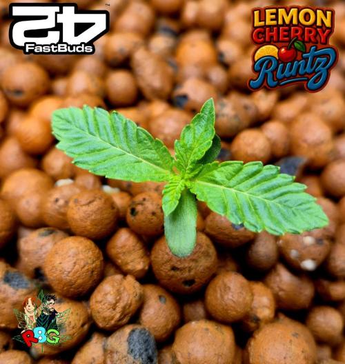 Lemon Cherry Runtz (DWC). Week 1 - Week 1 
Veg-day 7