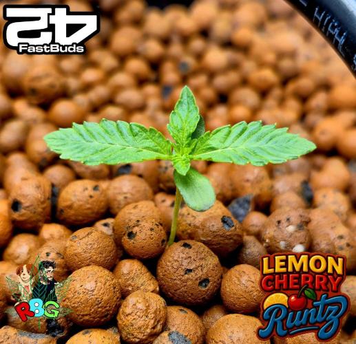 Lemon Cherry Runtz (DWC). Week 1 - Week 1 
Veg-day 7