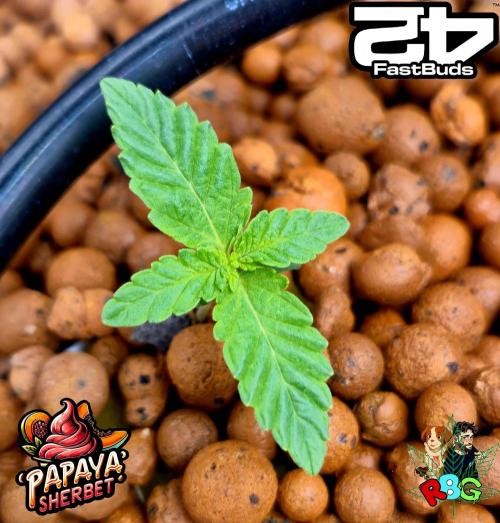 Papaya sherbet ( DWC ). Week 1 - Week 1 
Veg-day 7