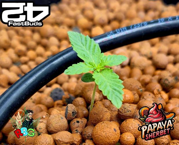 Papaya sherbet ( DWC ). Week 1 - Week 1 Veg-day 7