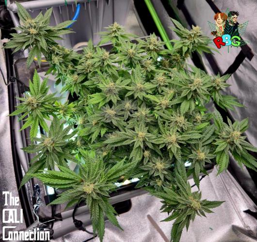 RDWC LA Punch 1st photo grow. Week 13 - Week 13
Flower week 7
Flower day 1