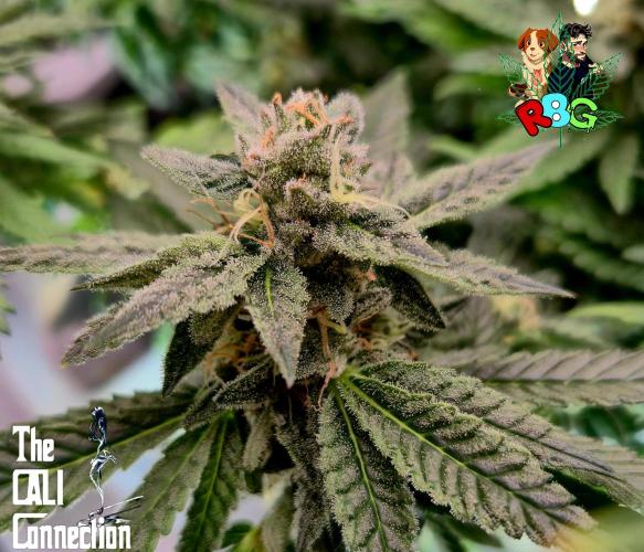 RDWC LA Punch 1st photo grow. Week 13 - Week 13
Flower week 7
Flower day 1