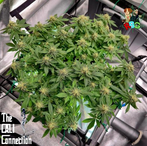 RDWC GRAPE OG 1st photo grow. Week 13 - Week 13
Flower week 7
Flower day 1