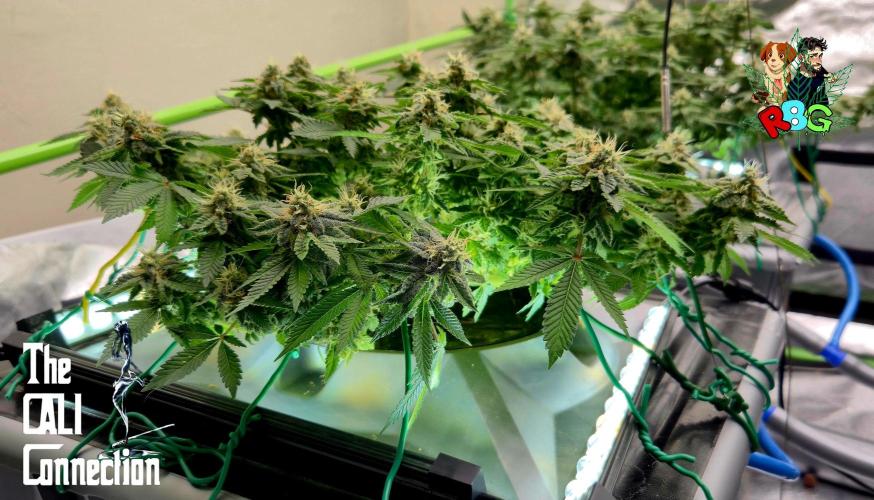 RDWC GRAPE OG 1st photo grow. Week 13 - Week 13
Flower week 7
Flower day 1