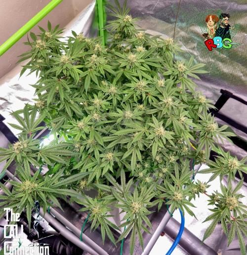 RDWC Cherry Bellini 1st photo grow. Week 13 - Week 13
Flower week 7
Flower day 1