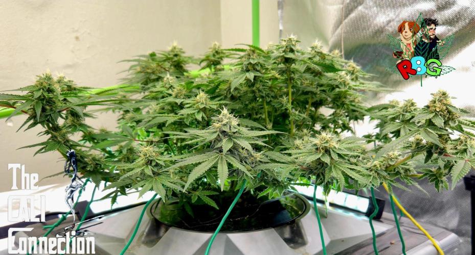 RDWC Cherry Bellini 1st photo grow. Week 13 - Week 13
Flower week 7
Flower day 1