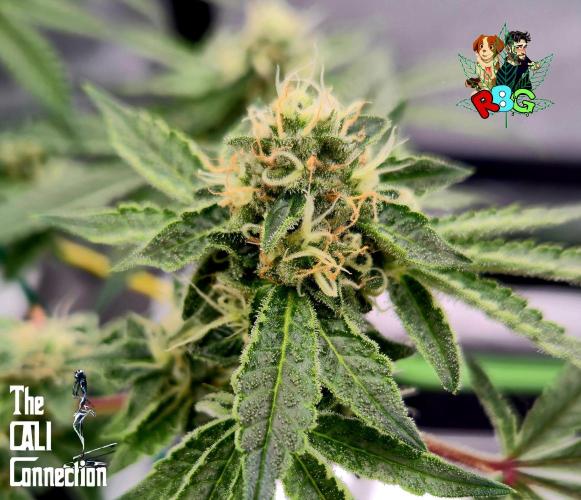 RDWC Cherry Bellini 1st photo grow. Week 13 - Week 13
Flower week 7
Flower day 1