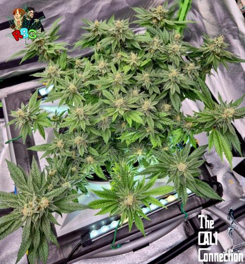 RDWC LA Punch 1st photo grow. Week 13 - Week 13
Flower week 7
Flower day 2