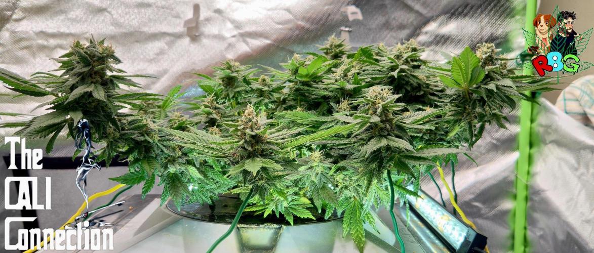 RDWC LA Punch 1st photo grow. Week 13 - Week 13
Flower week 7
Flower day 2