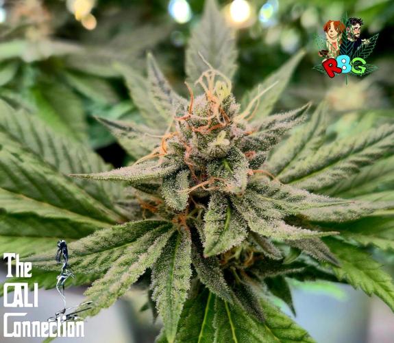 RDWC LA Punch 1st photo grow. Week 13 - Week 13
Flower week 7
Flower day 2