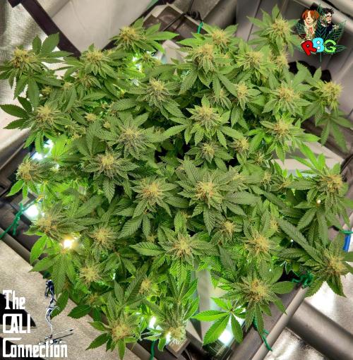 RDWC GRAPE OG 1st photo grow. Week 13 - Week 13
Flower week 7
Flower day 2