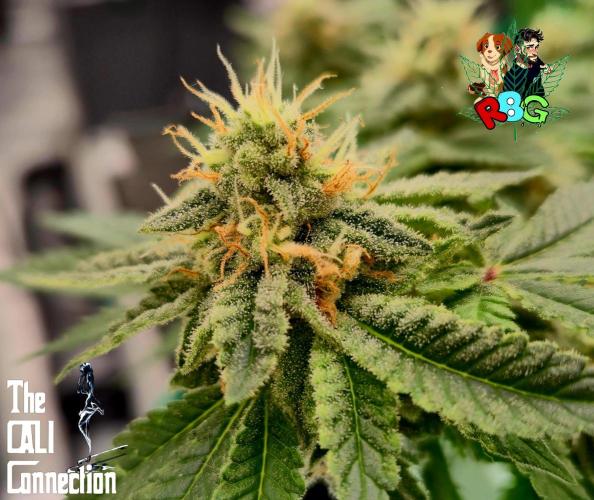 RDWC GRAPE OG 1st photo grow. Week 13 - Week 13
Flower week 7
Flower day 2