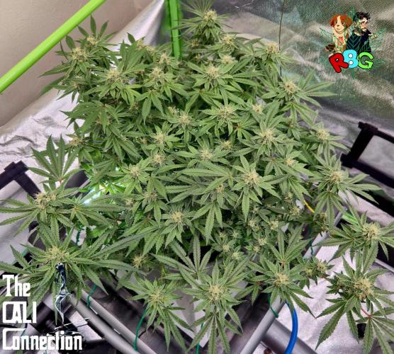 RDWC Cherry Bellini 1st photo grow. Week 13 - Week 13
Flower week 7
Flower day 2