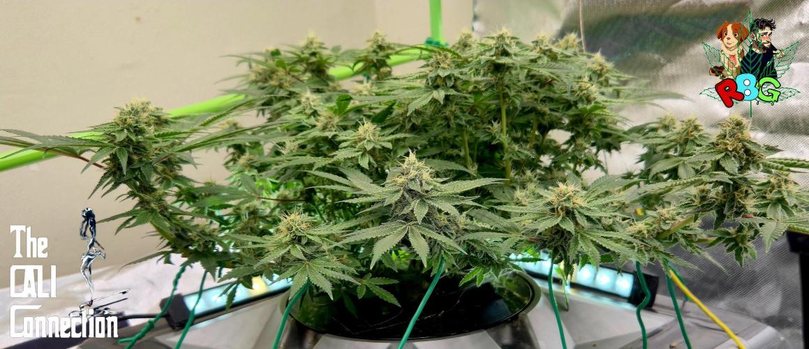 RDWC Cherry Bellini 1st photo grow. Week 13 - Week 13
Flower week 7
Flower day 2