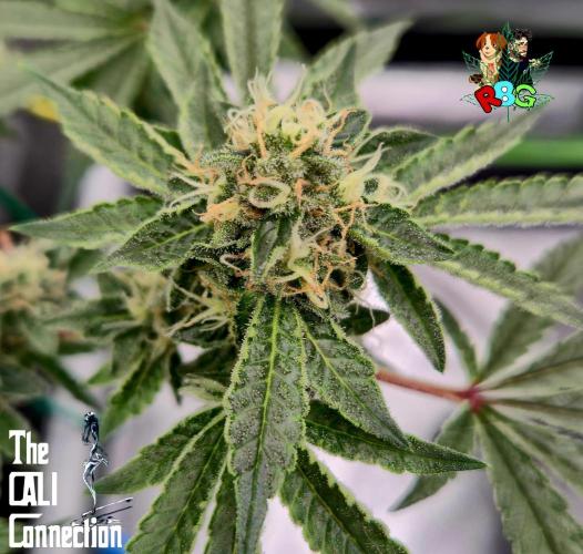 RDWC Cherry Bellini 1st photo grow. Week 13 - Week 13
Flower week 7
Flower day 2