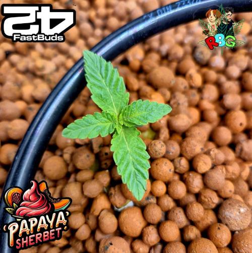 Papaya sherbet ( DWC ). Week 2 - Week 2 
Veg-day 2