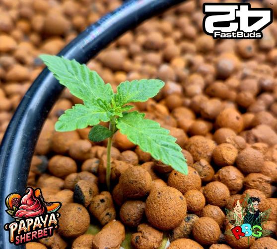 Papaya sherbet ( DWC ). Week 2 - Week 2 
Veg-day 2