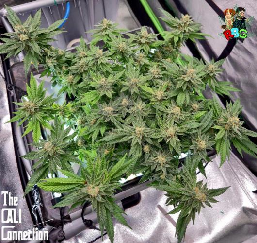 RDWC LA Punch 1st photo grow. Week 13 - Week 13
Flower week 7
Flower day 4