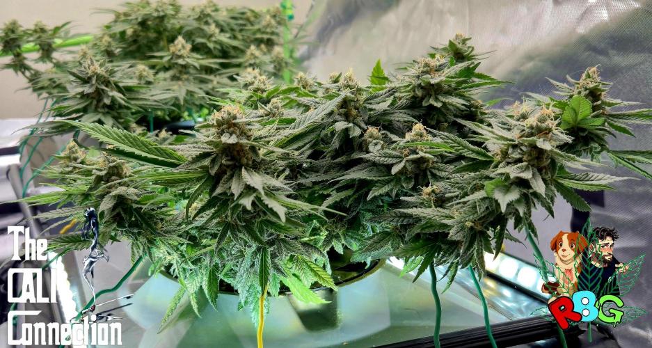 RDWC LA Punch 1st photo grow. Week 13 - Week 13
Flower week 7
Flower day 4