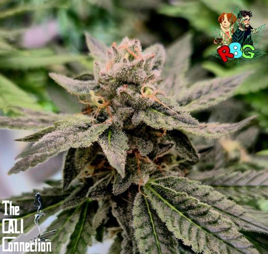 RDWC LA Punch 1st photo grow. Week 13 - Week 13
Flower week 7
Flower day 4