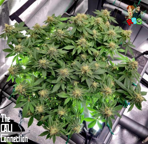 RDWC GRAPE OG 1st photo grow. Week 13 - Week 13
Flower week 7
Flower day 4