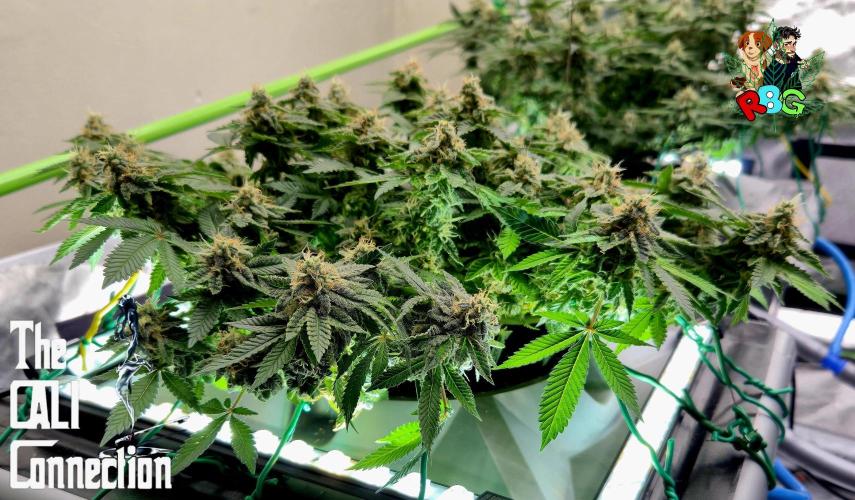 RDWC GRAPE OG 1st photo grow. Week 13 - Week 13
Flower week 7
Flower day 4