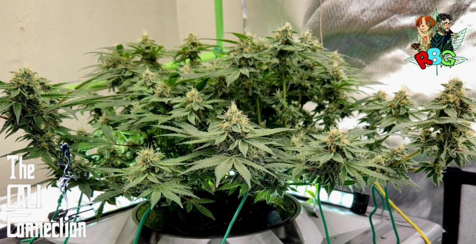 RDWC Cherry Bellini 1st photo grow. Week 13 - Week 13
Flower week 7
Flower day 4