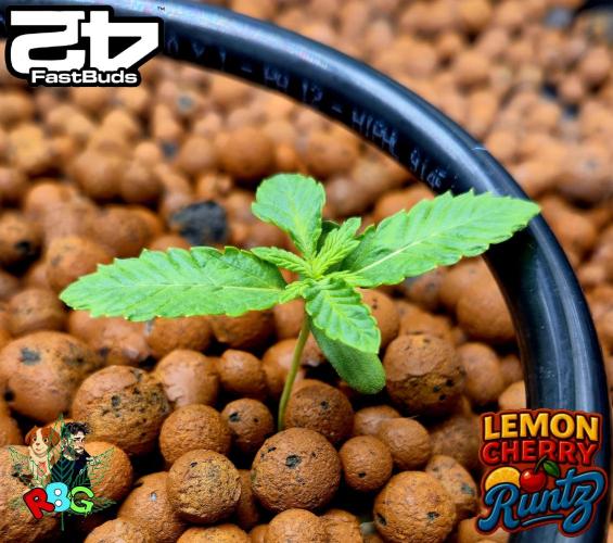 Lemon Cherry Runtz (DWC). Week 2 - Week 2
Veg day 3