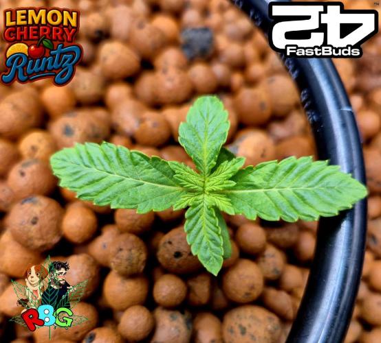 Lemon Cherry Runtz (DWC). Week 2 - Week 2
Veg day 4