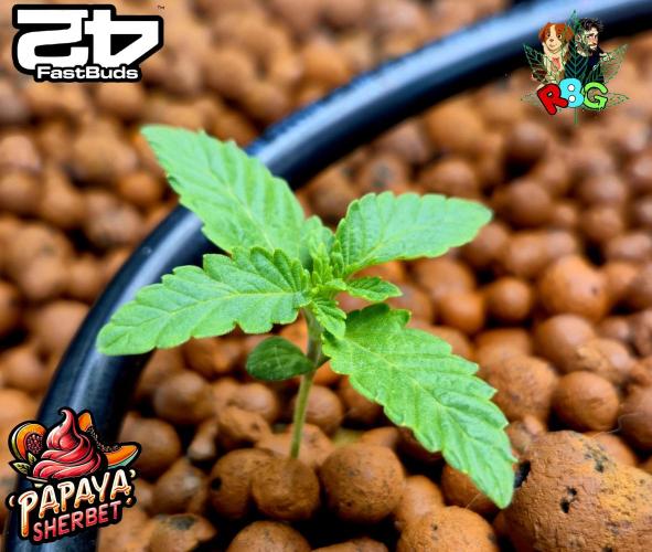 Papaya sherbet ( DWC ). Week 2 - Week 2
Veg day 3