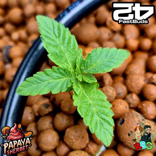 Papaya sherbet ( DWC ). Week 2 - Week 2
Veg day 3