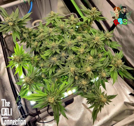 RDWC LA Punch 1st photo grow. Week 13 - Week 13
Flower week 7
Flower day 5