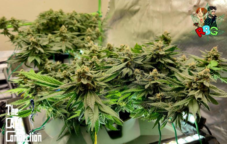 RDWC LA Punch 1st photo grow. Week 13 - Week 13
Flower week 7
Flower day 5