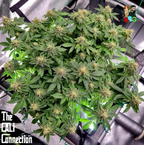 RDWC GRAPE OG 1st photo grow. Week 13 - Week 13
Flower week 7
Flower day 5