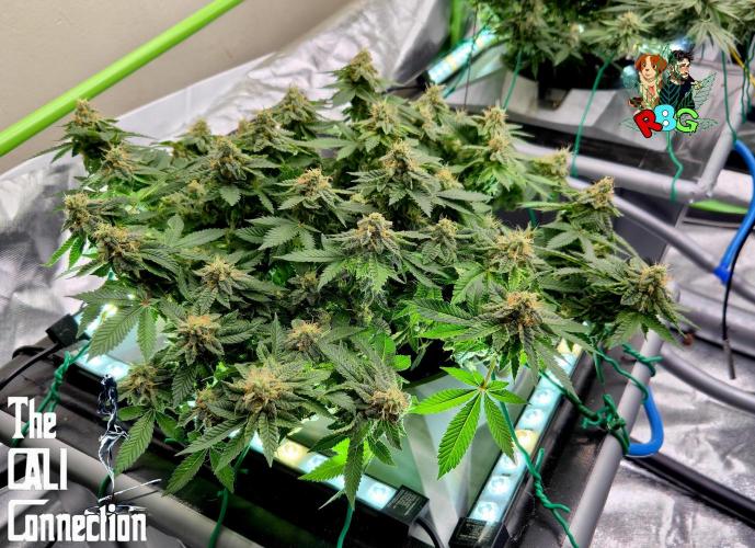 RDWC GRAPE OG 1st photo grow. Week 13 - Week 13
Flower week 7
Flower day 5